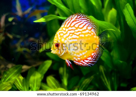tropical discus fish typical fish in the Rio river