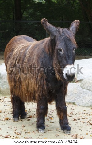 Brown long haired donkey or ass outdoors.