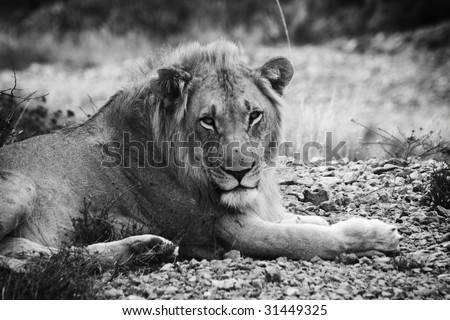 Black and white conversion of a male lion taken in Eastern Cape game reserve, Republic of South Africa.