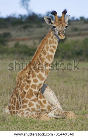 Giraffe Lying Down