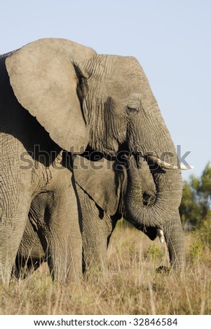 Elephant mother and young