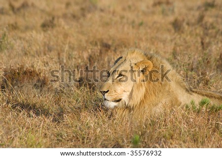Large lion male overlooking grassland