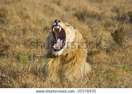Large lion male yawning in early morning light