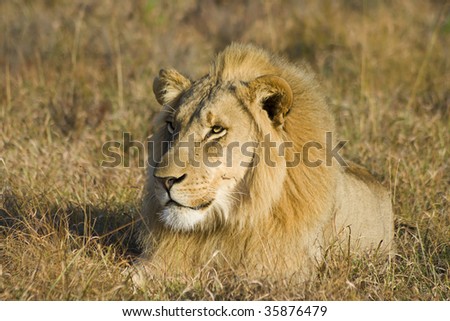 Large lion male