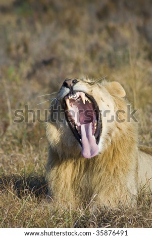 Large lion male showing teeth