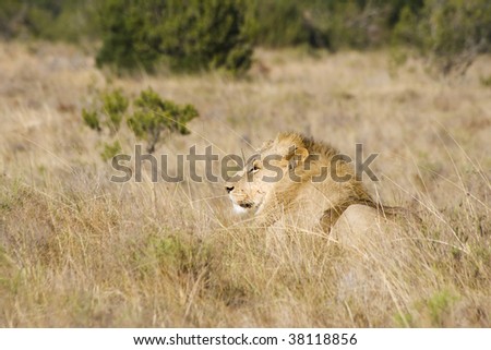 Large lion male resting in grassland
