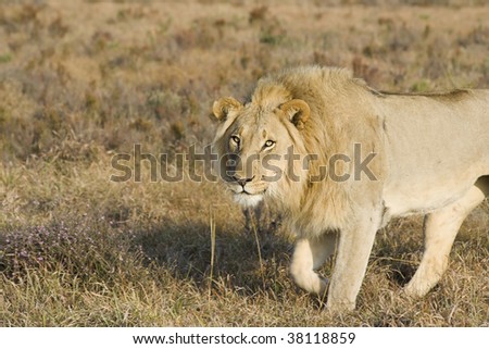 Large lion male walking
