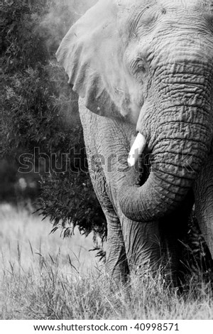 Black and white elephant dustbathing