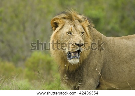 Large male lion drooling after hunt