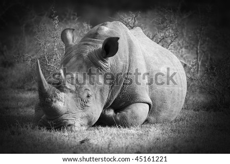 Black and white image of a white rhinoceros
