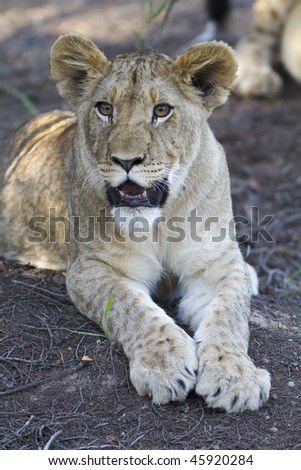Young lion cub relaxes in wildlife reserve