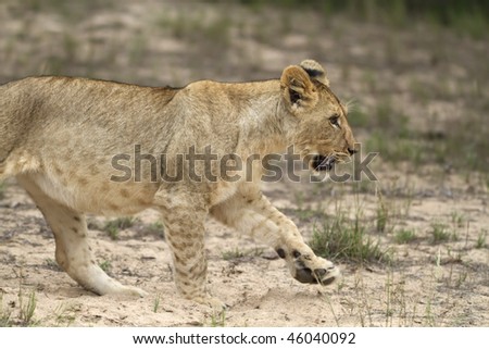 Young lion cub walks
