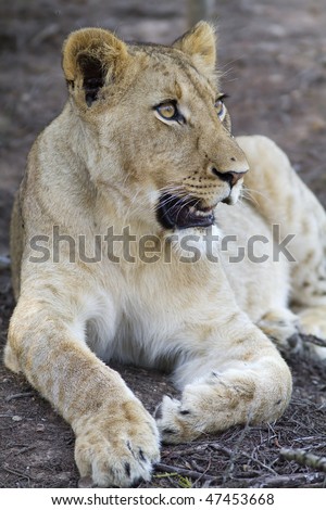Young lion cub looks on