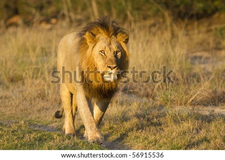 Lions walk