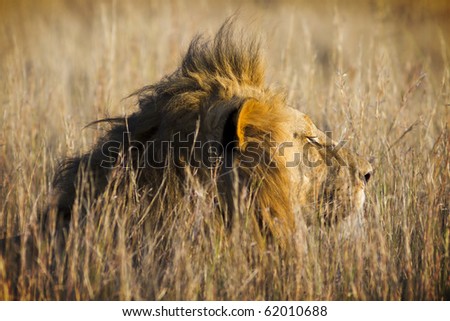Large lion looks over grassland