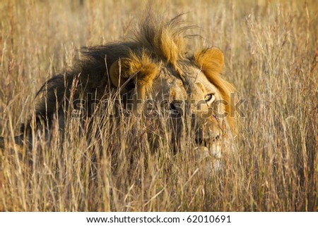 Large lion in grassland