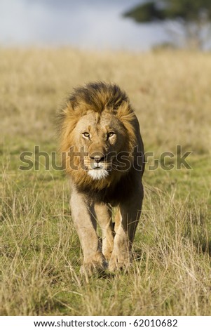 Male lion head on