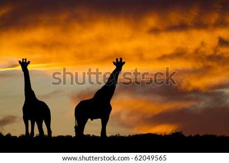 African Giraffe Sunset
