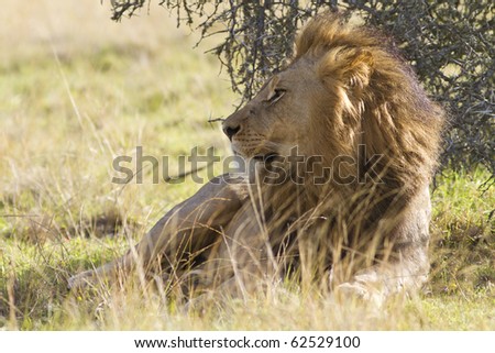 A large lion male relaxes in the shade under a shrub. Photo taken in Eastern Cape nature reserve, Republic of South Africa.