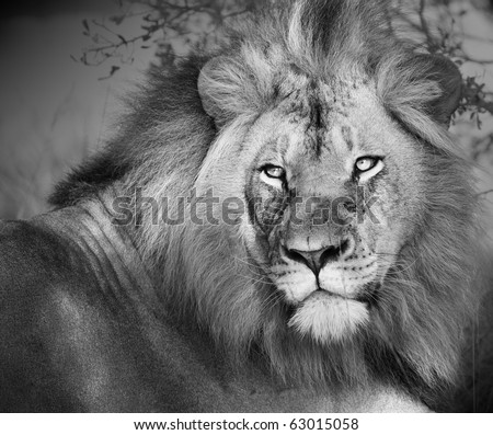 Large african lion with intent stare converted to black and white.