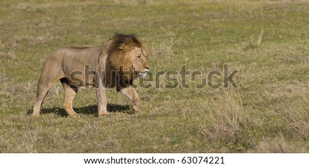 A large lion male walks across a open grassland filled with yellow flowers.