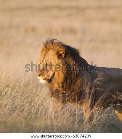 A lion stares intently at some prey in a open grassland.