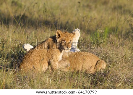 A young lion cub looks on as a lioness rolls in the grass.