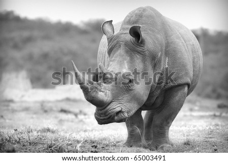 White rhino in black and white
