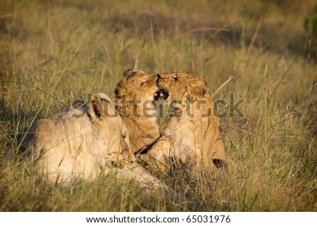 Two young lion cubs play in presence of a lioness.