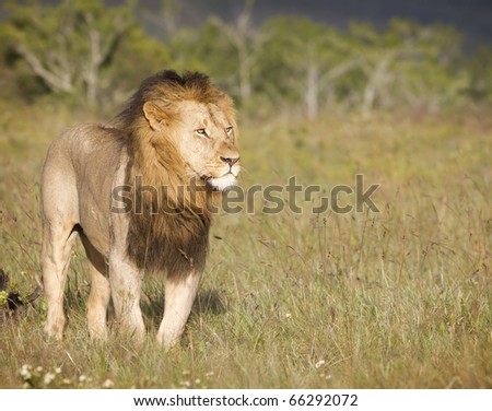 A large African lion overlooks a grassland in search of prey in late afternoon light.