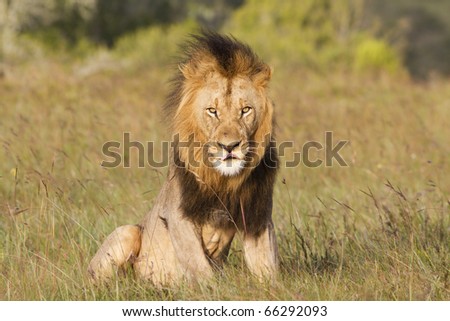 A large lion male lazily raises himself out of a grassland.