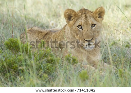 A young lion cub rests on a open grassland.
