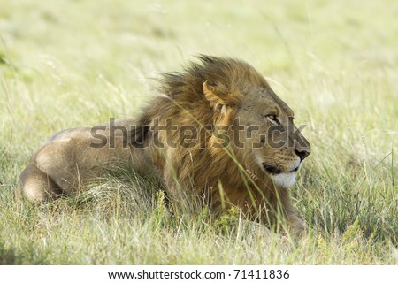 A lion male rests on a grassland with the wind blowing through his mane.