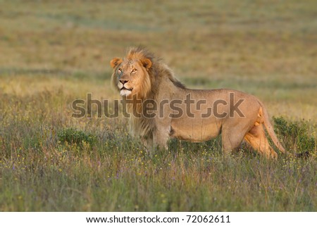 African lion stares into camera in late afternoon light.