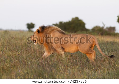 Lion stalking through a grassland