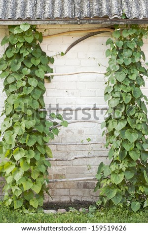 Green creeper plant climbing a ladder, wall background