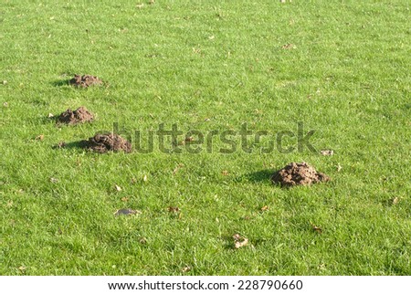 Mole mounds in the sport stadium in autumn background