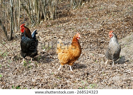 Rooster and hens walking around the farm in a sunny day