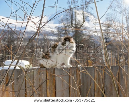 Cat posing on the fence. Shallow depth of field with the camera focusing on the front paws of the animal. Part of the frame is not in focus. Solar glare.The background is indistinct.Artistic technique