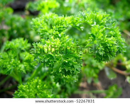 ground parsley
