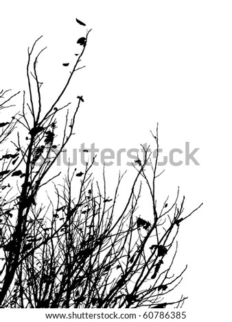 Black silhouette of autumn leafless branches of trees on white background