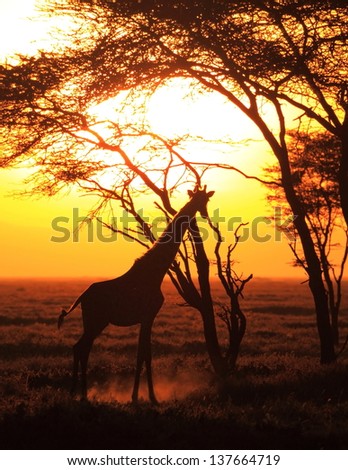 Giraffe During Sunrise