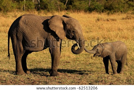 elephant mother and baby