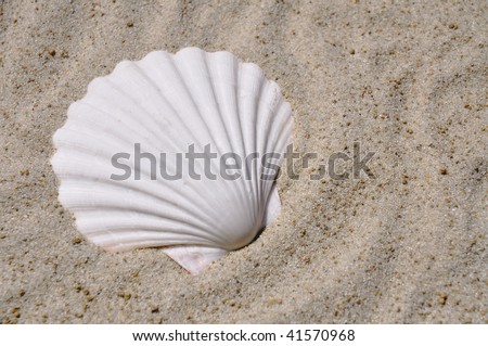 white scallop