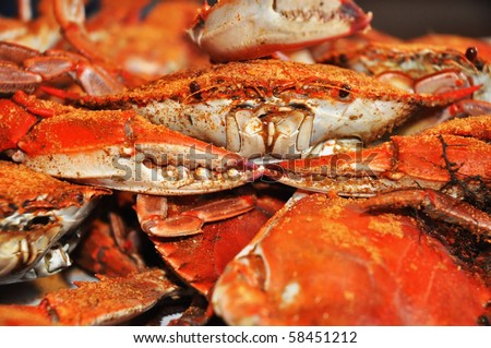 Pile of freshly steamed Maryland Blue Crabs with focus on one crab face.