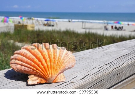 Beach concept. Pretty pink scallop shell with ocean in background
