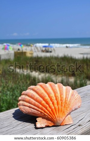 Beach concept. Pretty pink scallop shell with ocean in background, perfect for cover art