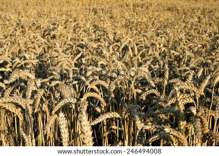 Medium shot of a wheat field with selective focus on ripe wheat ears in foreground