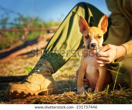 the puppy of a mayerikansky Staffordshire terrier sits about the owner\'s foot in a military uniform