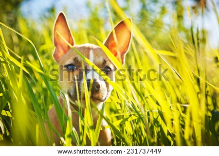 the puppy of the American Staffordshire terrier sits in a grass
